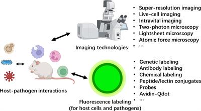 Editorial: The spatial-temporal dynamics of host-pathogen interaction during inflammatory disease
